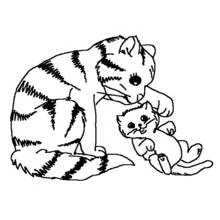Cat (Animals) coloring page #1799 to print and color