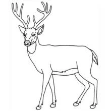 Deer - Free printable coloring pages
