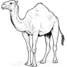 Dromedary - Free printable coloring pages