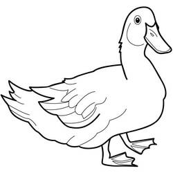 Duck (Animals) coloring page #1452 to print and color