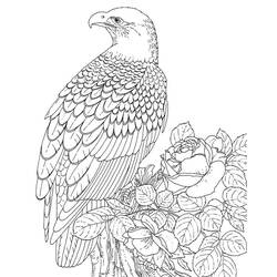 Eagle (Animals) coloring page #304 to print and color