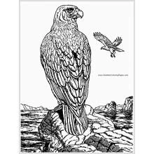 Eagle (Animals) coloring page #324 to print and color