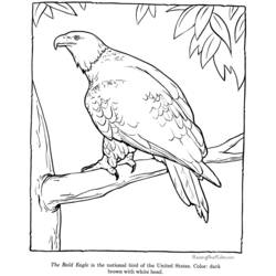 Eagle (Animals) coloring page #362 to print and color