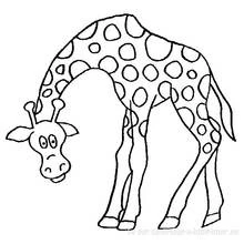 Giraffe (Animals) coloring page #7250 to print and color
