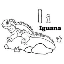 Iguana - Free printable coloring pages