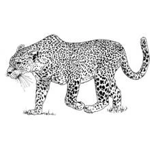 Leopard - Free printable coloring pages
