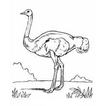 Ostrich (Animals) coloring page #752 to print and color