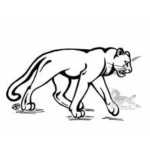 Panther - Free printable coloring pages