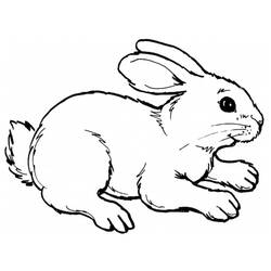 Rabbit (Animals) coloring page #9507 to print and color