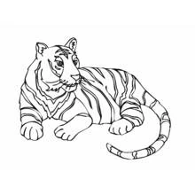 Tiger - Free printable coloring pages