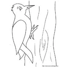 Woodpecker - Free printable coloring pages