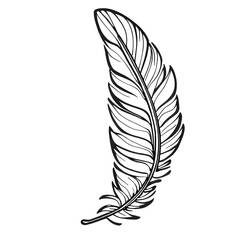 Feather (Objects) coloring page #212620 to print and color