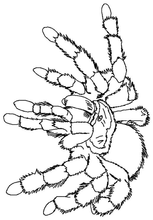 Coloriage gratuit Araignée #659 de la collection Animaux à imprimer