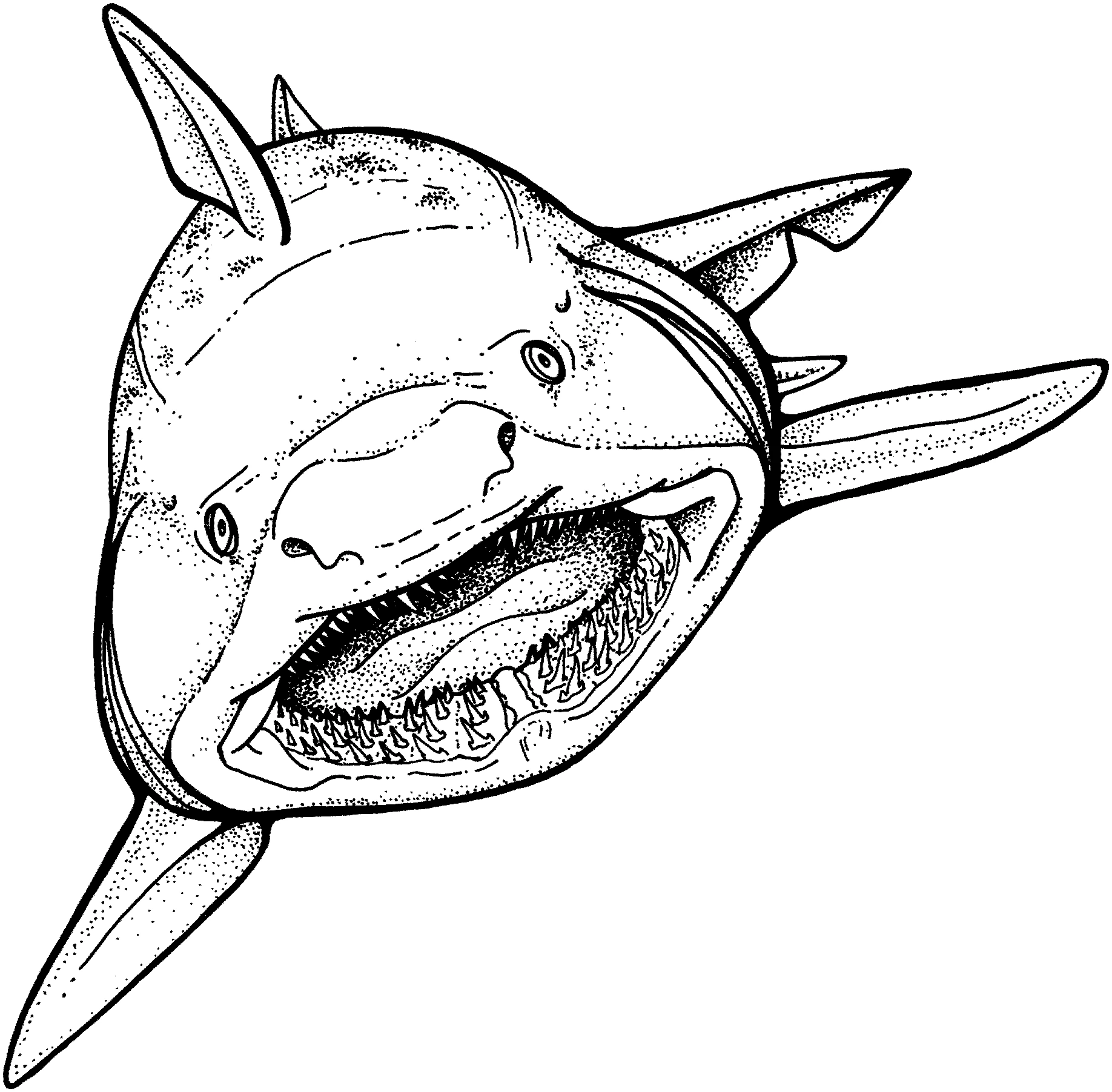 Coloriage gratuit Requin #14762 de la collection Animaux à imprimer