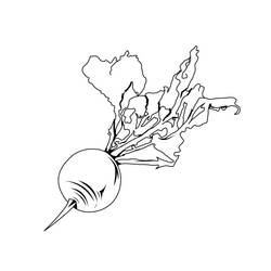 Coloriage Betterave (Alimentation et Nutrition) #213808 à imprimer et colorier