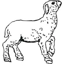 Coloriage Agneau (Animaux) #250 à imprimer et colorier
