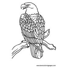 Coloriage Aigle (Animaux) #279 à imprimer et colorier