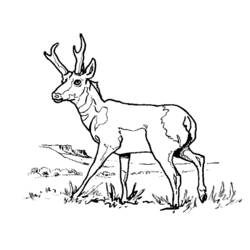 Coloriage Antilope (Animaux) #22588 à imprimer et colorier