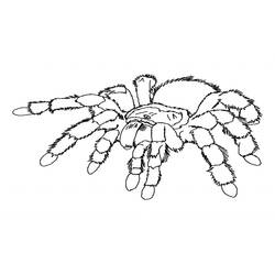 Coloriage Araignée (Animaux) #586 à imprimer et colorier