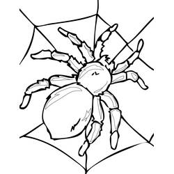 Coloriage Araignée (Animaux) #595 à imprimer et colorier