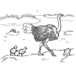 Coloriage Autruche (Animaux) #680 à imprimer et colorier