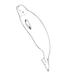 Coloriage Béluga (Animaux) #210352 à imprimer et colorier