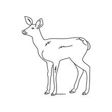 Coloriage Biche (Animaux) #1143 à imprimer et colorier