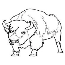 Coloriage Bison (Animaux) #1201 à imprimer et colorier