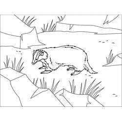 Coloriage Blaireau (Animaux) #208824 à imprimer et colorier