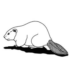 Coloriage Castor (Animaux) #1574 à imprimer et colorier