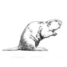 Coloriage Castor (Animaux) #1635 à imprimer et colorier