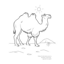 Coloriage Chameau (Animaux) #1686 à imprimer et colorier