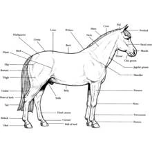 Coloriage Cheval (Animaux) #2215 à imprimer et colorier