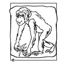 Coloriage Chimpanzé (Animaux) #2798 à imprimer et colorier