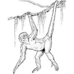 Coloriage Chimpanzé (Animaux) #2861 à imprimer et colorier