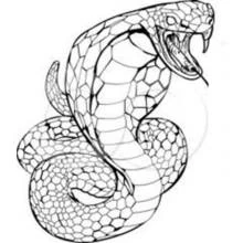 Coloriage Cobra (Animaux) #3220 à imprimer et colorier