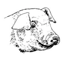Coloriage Cochon (Animaux) #17751 à imprimer et colorier