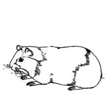 Cochon dinde - Coloriages gratuits à imprimer