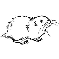 Coloriage Cochon dinde (Animaux) #18512 à imprimer et colorier