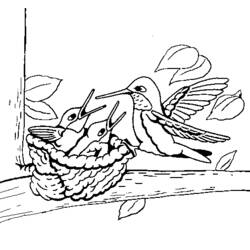 Coloriage Colibri (Animaux) #3796 à imprimer et colorier
