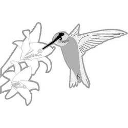 Coloriage Colibri (Animaux) #3807 à imprimer et colorier