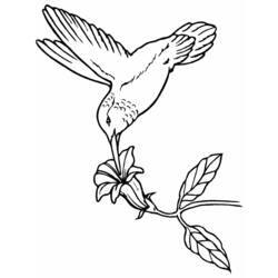 Coloriage Colibri (Animaux) #3820 à imprimer et colorier