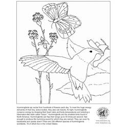 Coloriage Colibri (Animaux) #3827 à imprimer et colorier