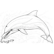 Coloriage Dauphin (Animaux) #5108 à imprimer et colorier