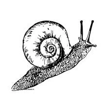 Coloriage Escargot (Animaux) #6509 à imprimer et colorier