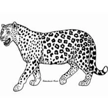 Guépard - Coloriages gratuits à imprimer
