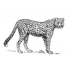 Coloriage Guépard (Animaux) #7966 à imprimer et colorier