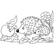 Coloriage Hérisson (Animaux) #8227 à imprimer et colorier
