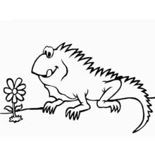 Coloriage Iguane (Animaux) #8911 à imprimer et colorier