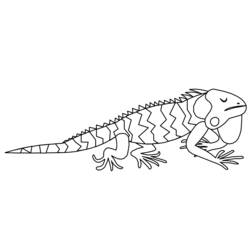 Coloriage Iguane (Animaux) #8914 à imprimer et colorier